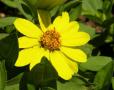 Zinnia Zahara Yellow