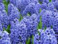 Hyacinth Blue Star