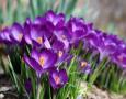 Crocus Flower Record