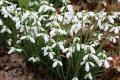 Galanthus Snow Drops