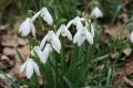 Galanthus Snow Drops