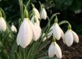 Galanthus Snow Drops