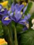 Iris Reticulata Harmony