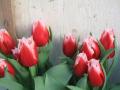 Tulip Canasta Red