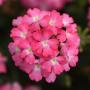 Verbena Firehouse Pink