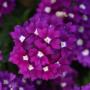 Verbena Firehouse Violet Wink