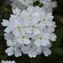 Verbena Firehouse White