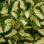 Vinca Wojo's Jem Green / Yellow