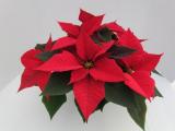 Poinsettia Christmas Day Red