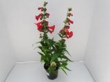 Penstemon Phoenix Red