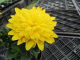 Osteospermum 4D Yellow- Not produced in 2018 -