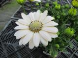 Osteospermum Serenity Spring Day - Not produced in 2018 -