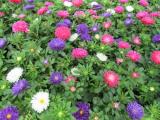 Aster Pot N Patio Mix