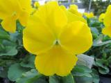 Pansy Matrix Yellow