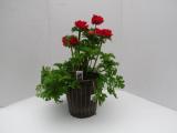 Anemone Pandora Red - Not produced in 2018 -
