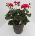 Geranium Brocade Cherry Night 