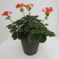 Geranium Brocade Fire Night