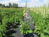 Digitalis Dalmatian Creme