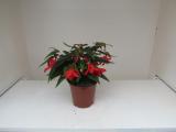 Begonia Mistral Red