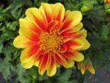 Dahlia Dalaya Yellow + Red Eye (Shiva)