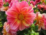 Dahlia Dalaya Pink + Lemon (Shari)