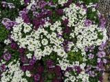 Alyssum Clear Crystal Mix