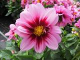 Dahlia Dalaya Pink + Rose Eye (Yogi)