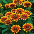 Rudbeckia Toto Rustic