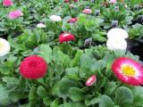 Bellis Bellissima Mix- not grown 2019