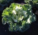 Kale Kamome White