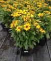 Rudbeckia Tiger Eye Gold