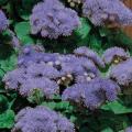 Ageratum Hawaii 5.0 Blue