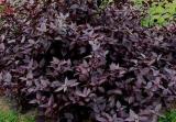 Alternanthera Purple Prince