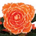 Begonia AmeriHybrid™ Picotee Lace Apricot