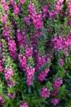 Angelonia Archangel Purple