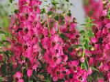 Angelonia Archangel Raspberry