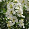 Angelonia Archangel White 