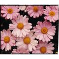 Argyranthemum Comet Pink