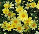 Argyranthemum Butterfly Yellow