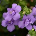 Bacopa Scopia Double Indigo