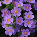 Bacopa Big Falls Dark Blue