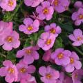 Bacopa Big Falls Dark Pink