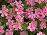 Bacopa MegaCopa Pink