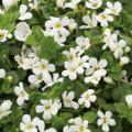 Bacopa Snowstorm Giant Snowflake