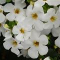 Bacopa MegaCopa Versa  White