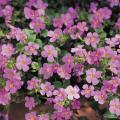 Bacopa Scopia Gulliver Pink