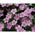 Bacopa Snowstorm Pink