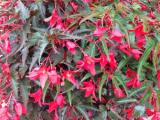 Begonia Mistral Dark Red