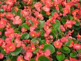 Begonia Senator iQ Deep Rose