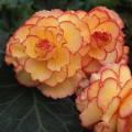 Begonia AmeriHybrid™ Picotee Sunburst